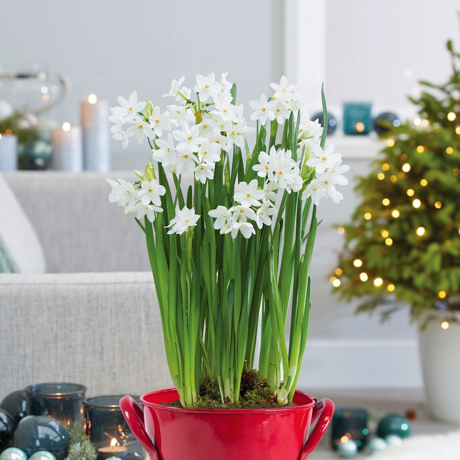 Ziva Paperwhite Narcissus Bulbs