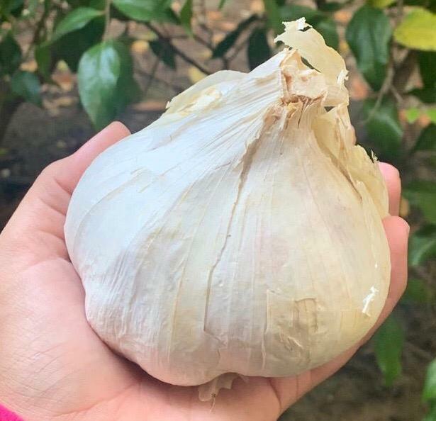 Elephant Garlic Seeds