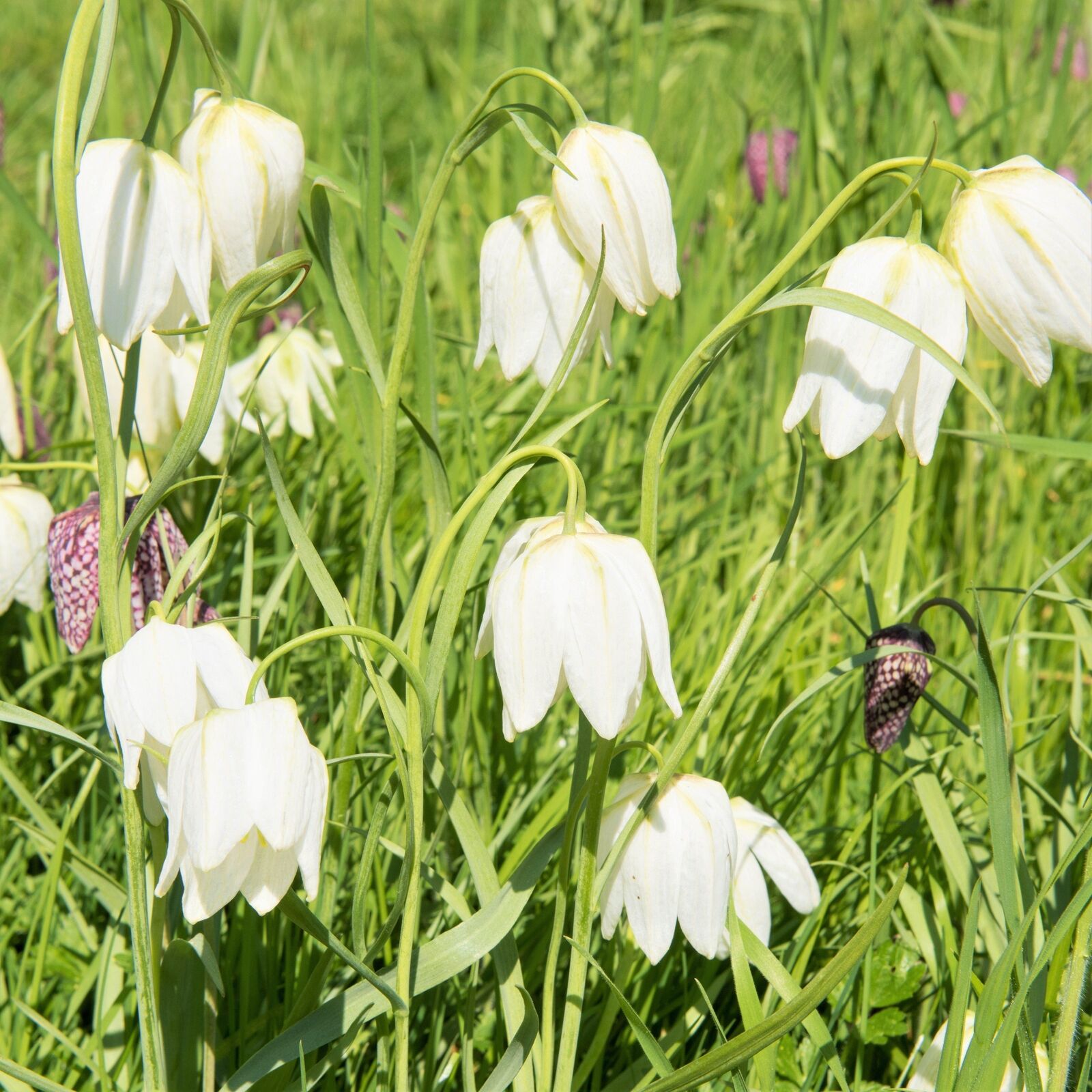 Checkered Lily~Fritillaria Meleagris~Flower Seeds