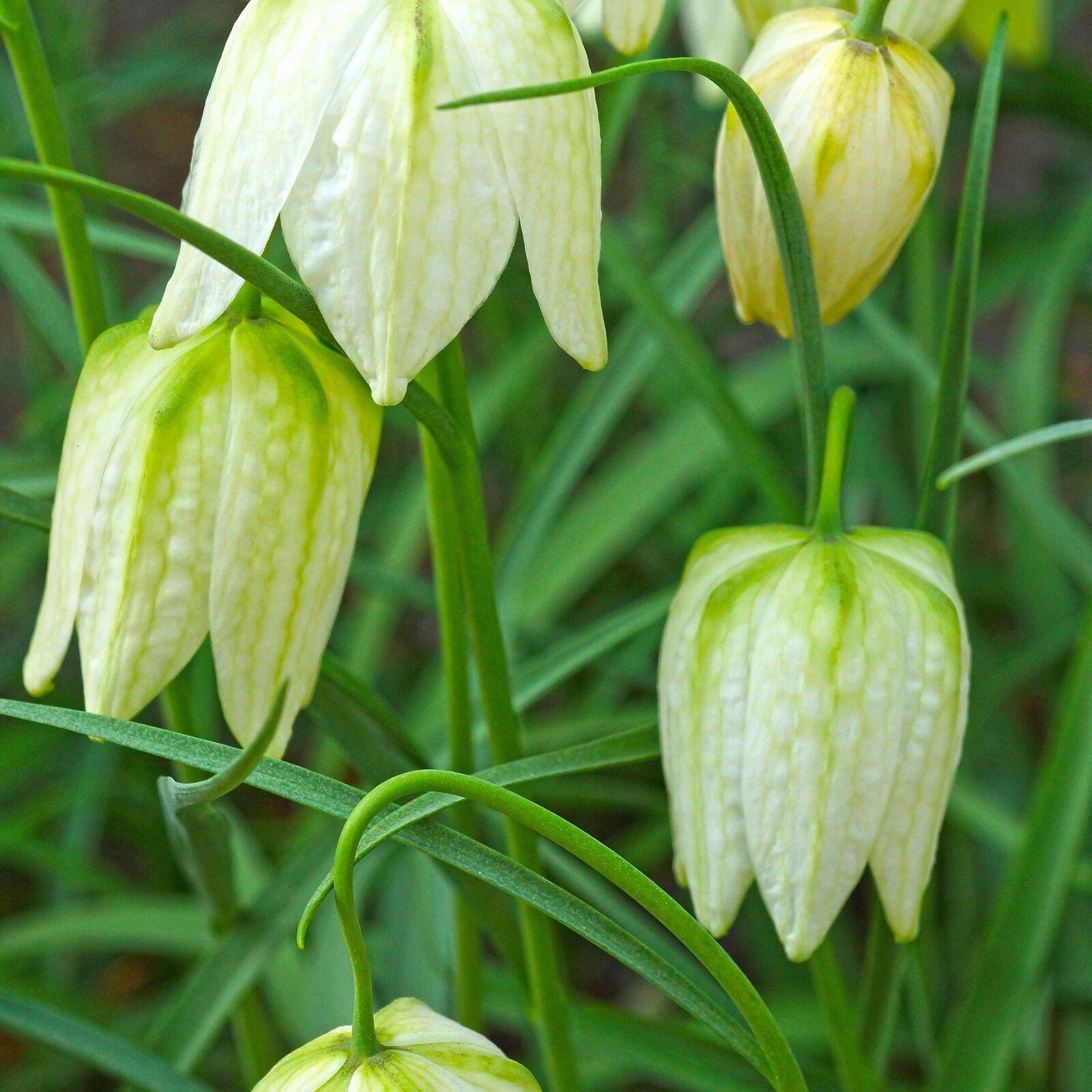 Checkered Lily~Fritillaria Meleagris~Flower Seeds