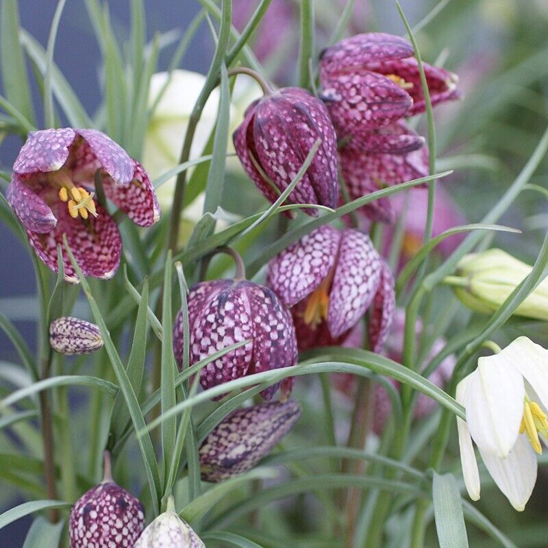 Checkered Lily~Fritillaria Meleagris~Flower Seeds