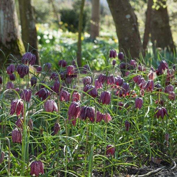 Checkered Lily~Fritillaria Meleagris~Flower Seeds