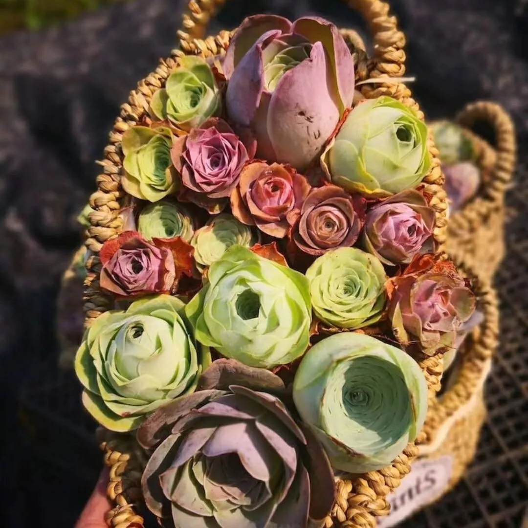 Greenovia Dodrentalis Seeds |Mountain Rose, Rare Succulent