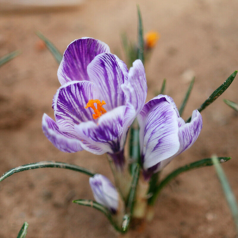 Saffron Crocus Bulbs for Planting - Rare Spice - Organic Crocus Sativus