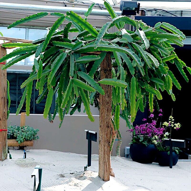Red Pitaya Fruit Seeds