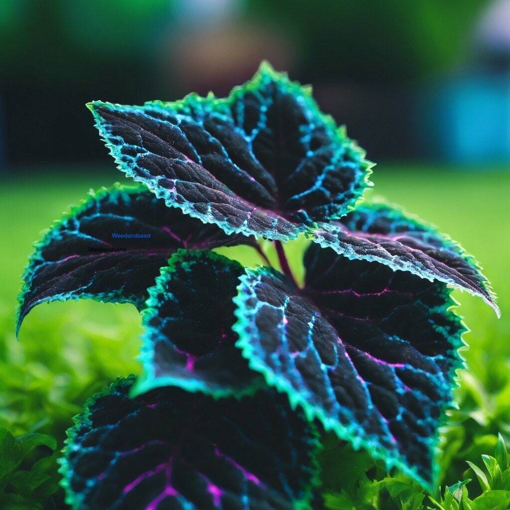 Coleus seeds Rare Color Blue Purple Green