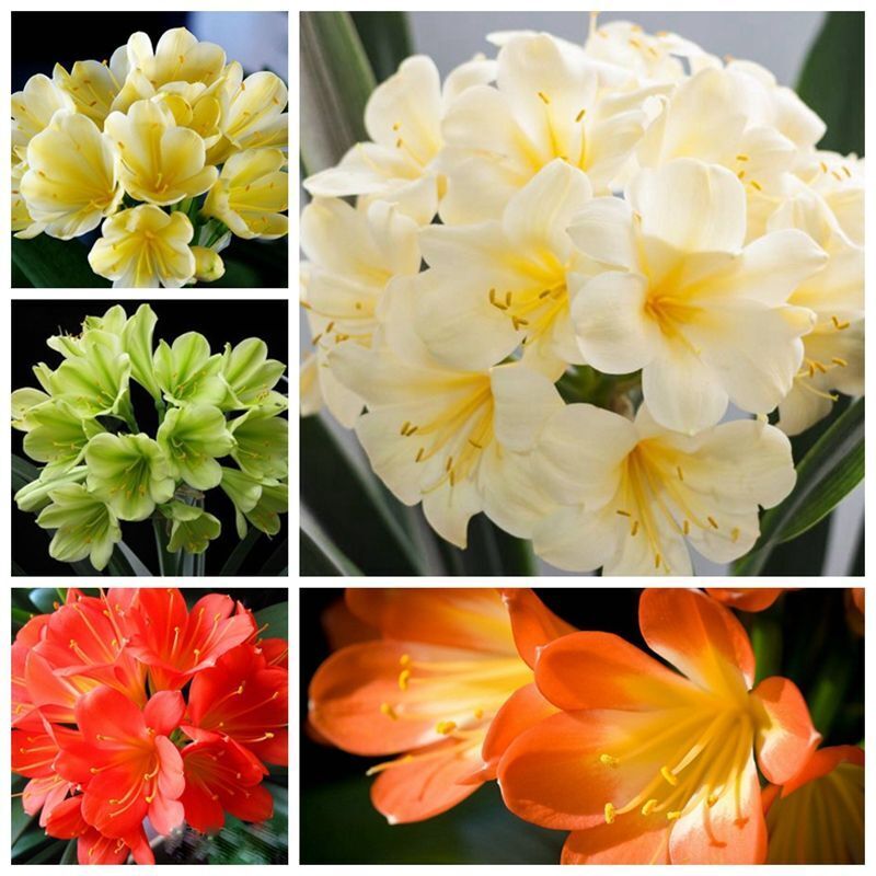 The Elegant Choice of Gorgeous Clivia Potted Seeds