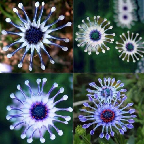 20Pcs Rare Blue Daisy Plants Flower Seeds Garden Plant