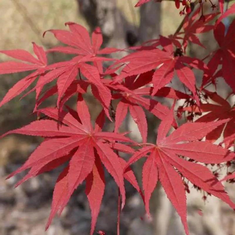 Red maple seeds