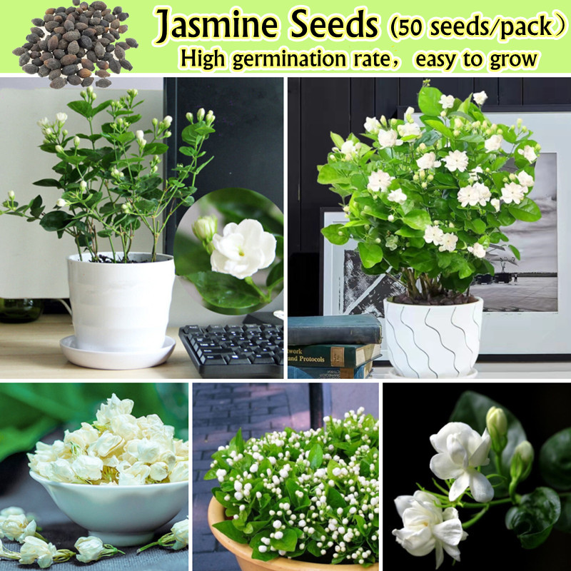 White Jasmine Seeds