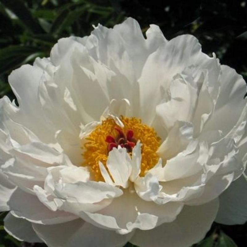 🌼Rare Peony Seeds