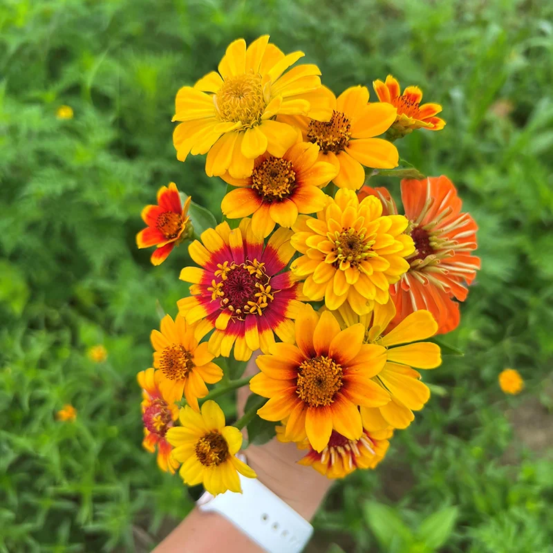Mexican Zinnia Seeds Persian Carpet Haageana Mix