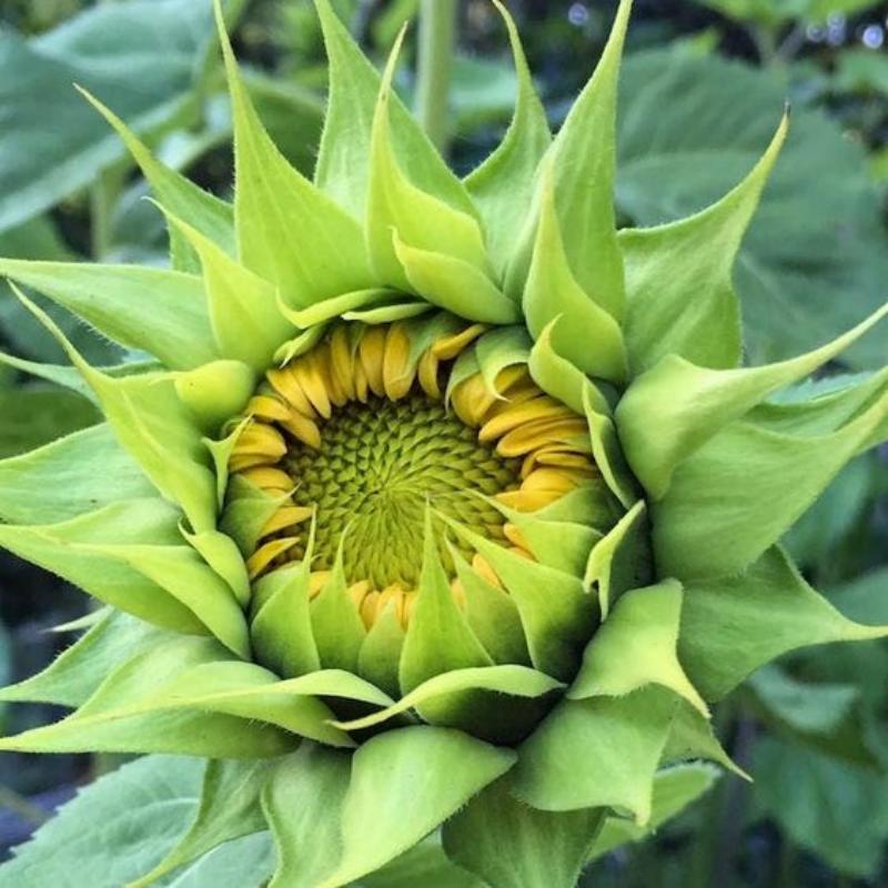 🌻Sunflower sun-fill Green