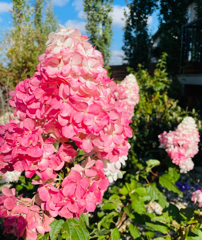 🍓Strawberry Hydrangea Flowers Seeds - 100/200Pcs
