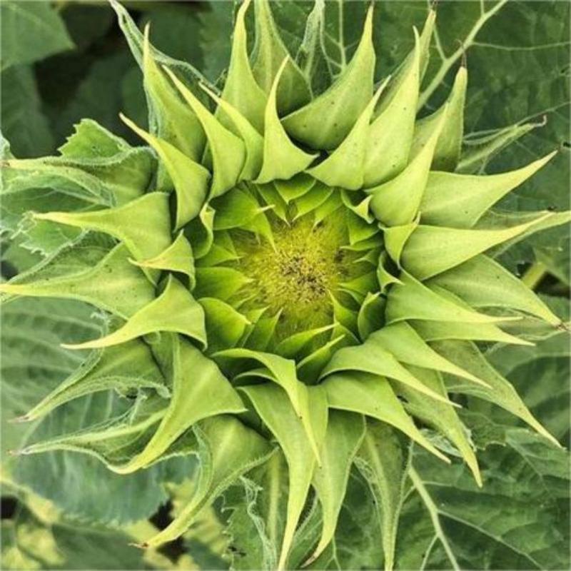 🌻Sunflower sun-fill Green