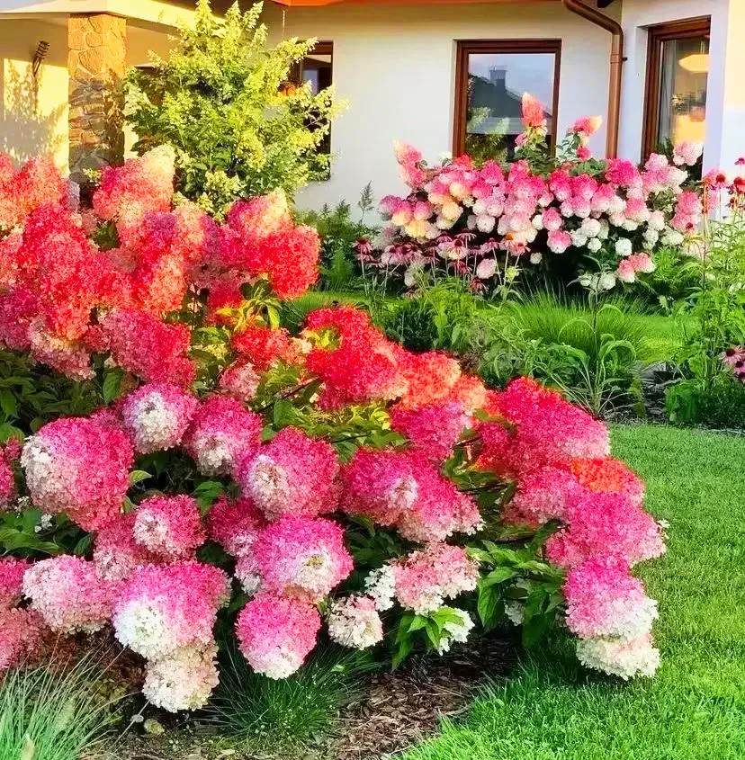 🍓Strawberry Hydrangea Flowers Seeds - 100/200Pcs
