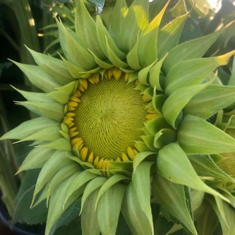 🌻Sunflower sun-fill Green