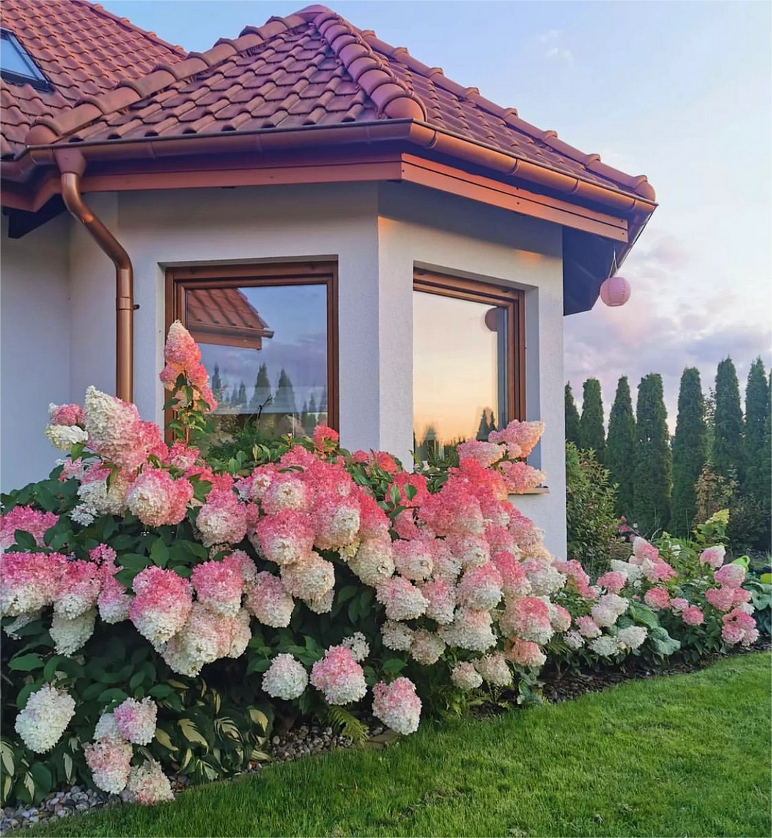 🍓Strawberry Hydrangea Flowers Seeds - 100/200Pcs