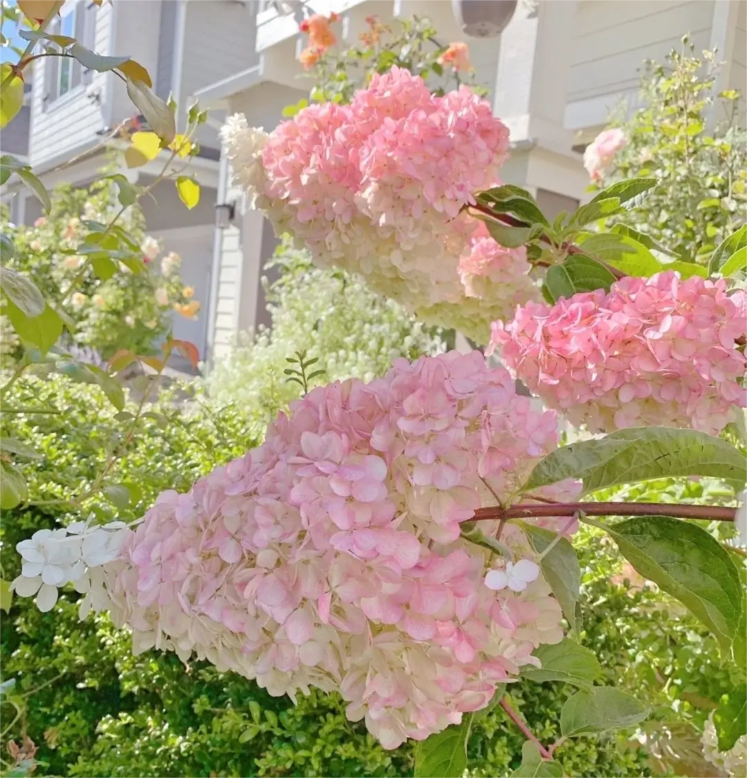 🍓Strawberry Hydrangea Flowers Seeds - 100/200Pcs