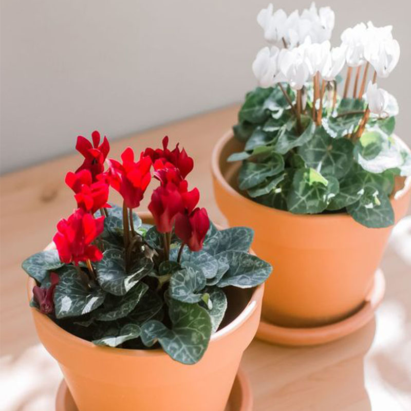 🩷Cyclamen Flower Perennial Flowering Plants Seeds