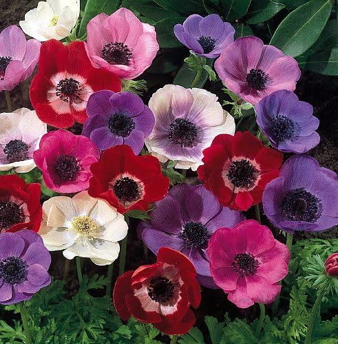 Anemone Mona Lisa Seeds