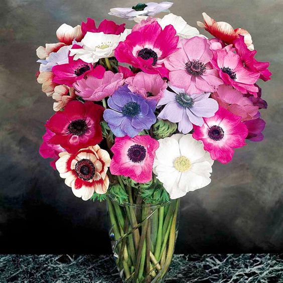 Anemone Mona Lisa Seeds