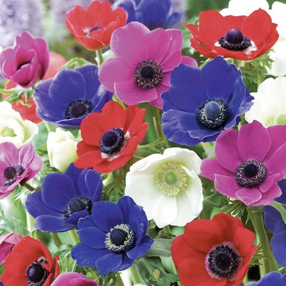 Anemone Mona Lisa Seeds