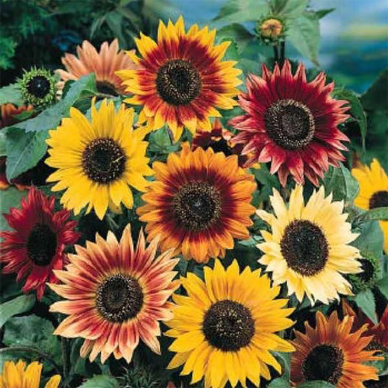🌻Rare Color Mixes Sunflower Seeds