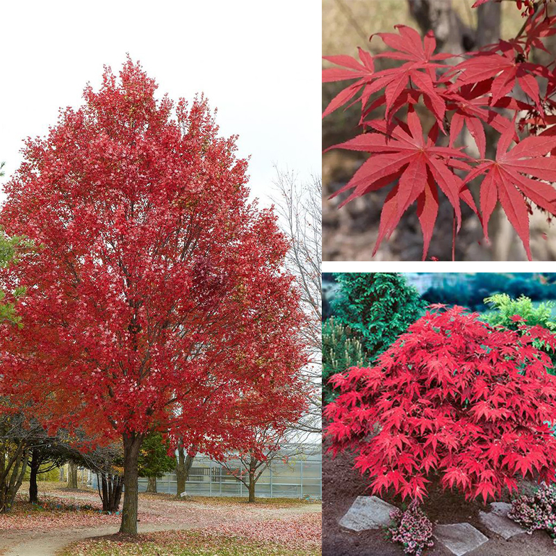🍁American Red Maple Tree Seeds for Planting Four Seasons Bonsai Seeds Indoor Potted Ornamental Plant Seeds🍁