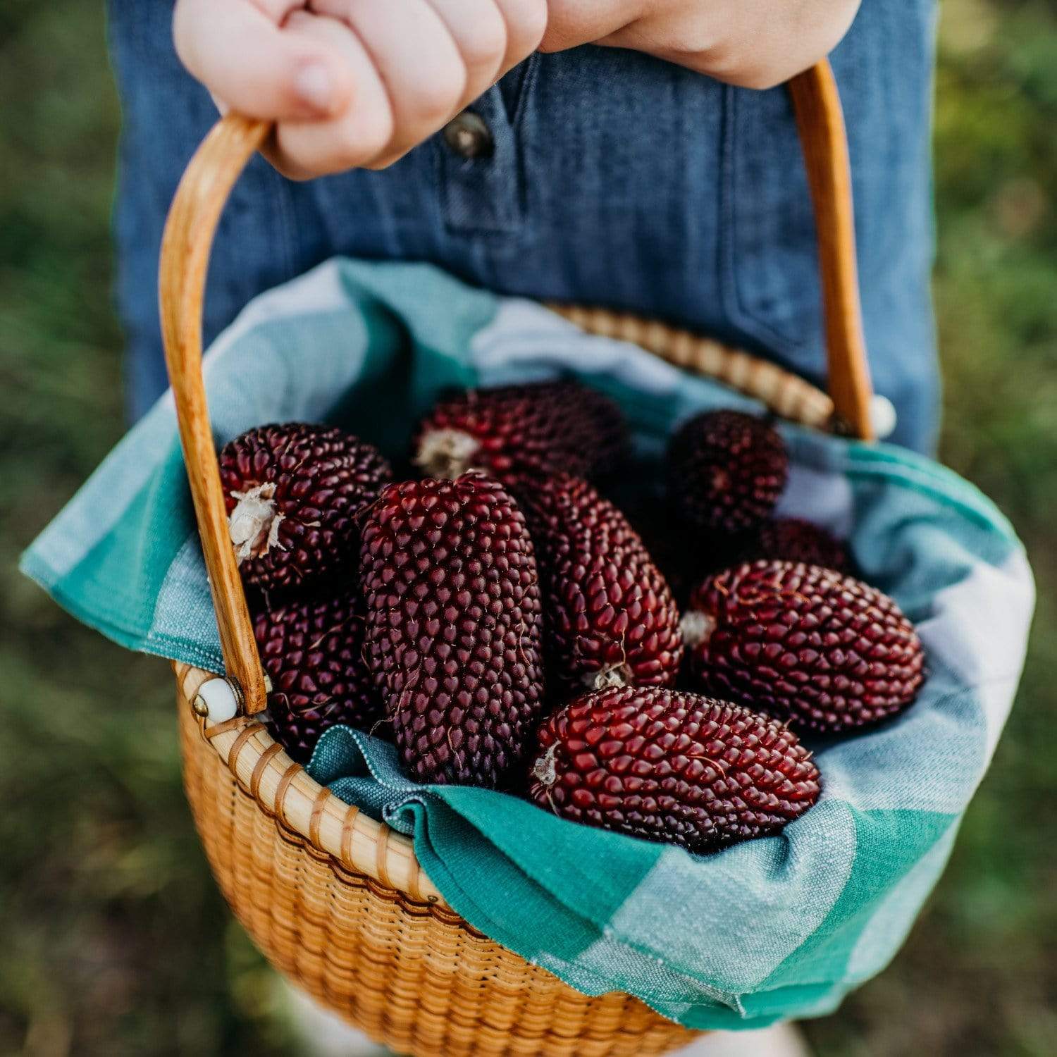 Strawberry Popcorn Seeds