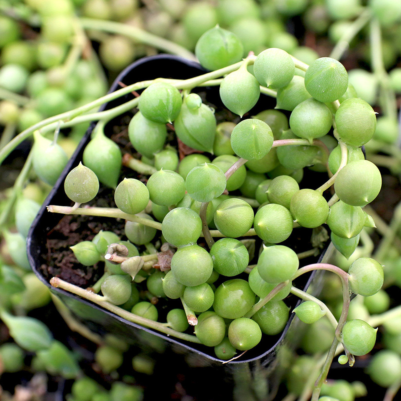 String of Pearls, Senecio Rowleyanus