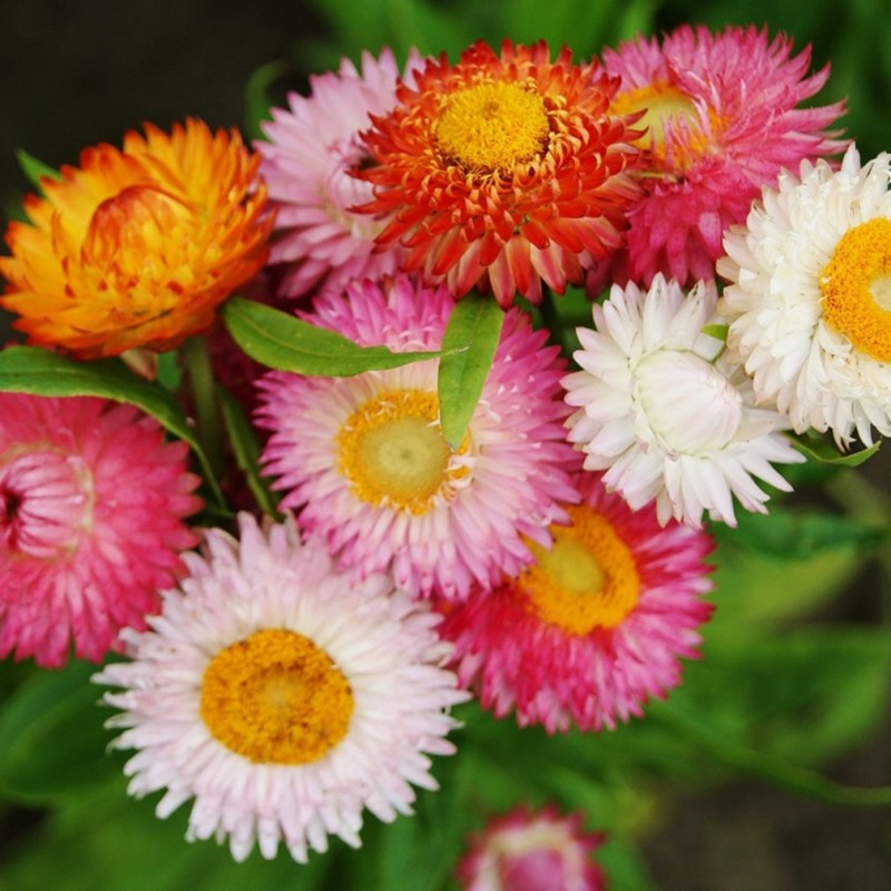 Monstrosum Mix Strawflower Seeds