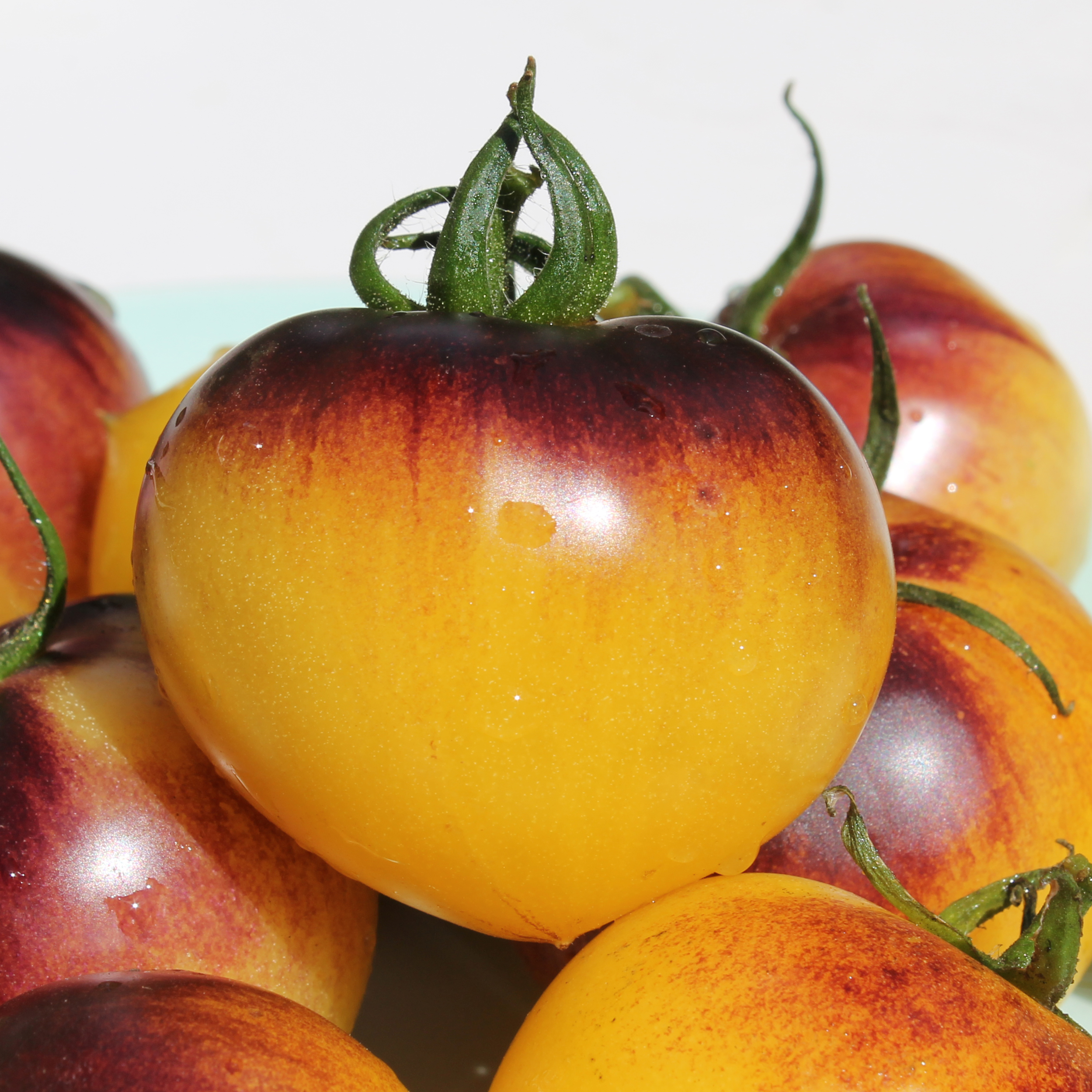 H-34 Gelb Tomato Seeds - Belle Coeur - Beautiful Tomato - Large Cherry Tomato - Yellow Gold Tomato