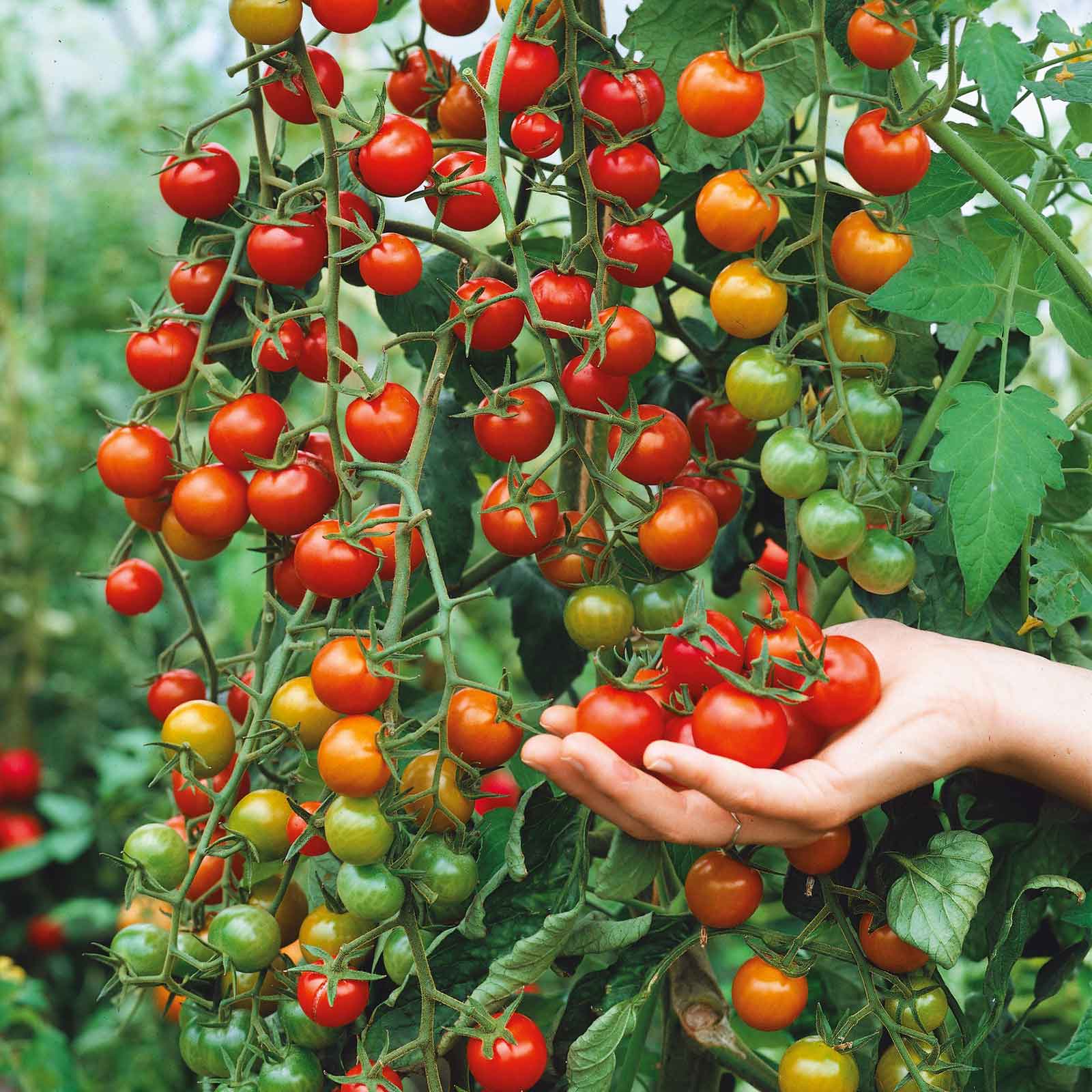 Supersweet 100 Clustered Tomatoes Seeds