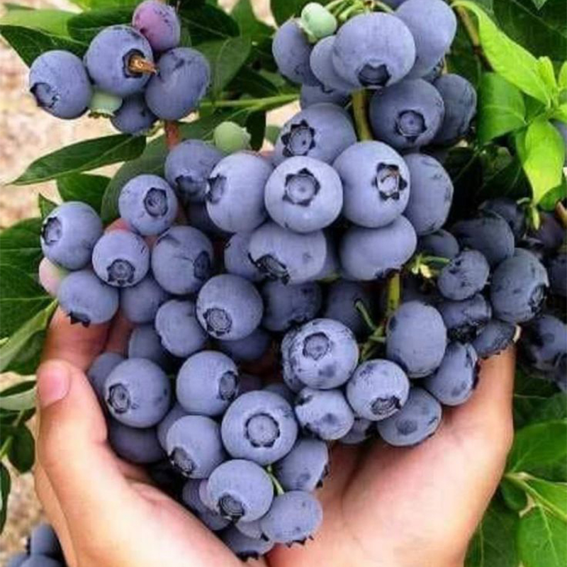 Sweet High Bush Blueberry Tree Seeds