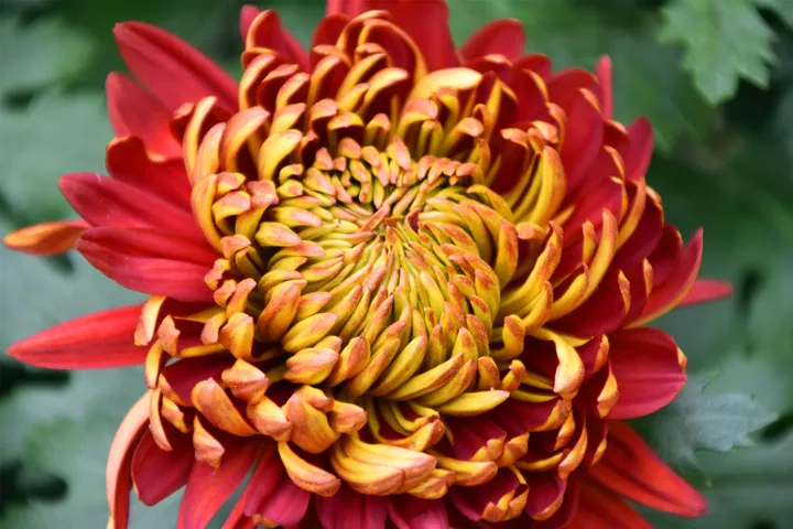 ❤️‍🔥Chrysanthemum gold version-🦋Gold-red Chrysanthemum