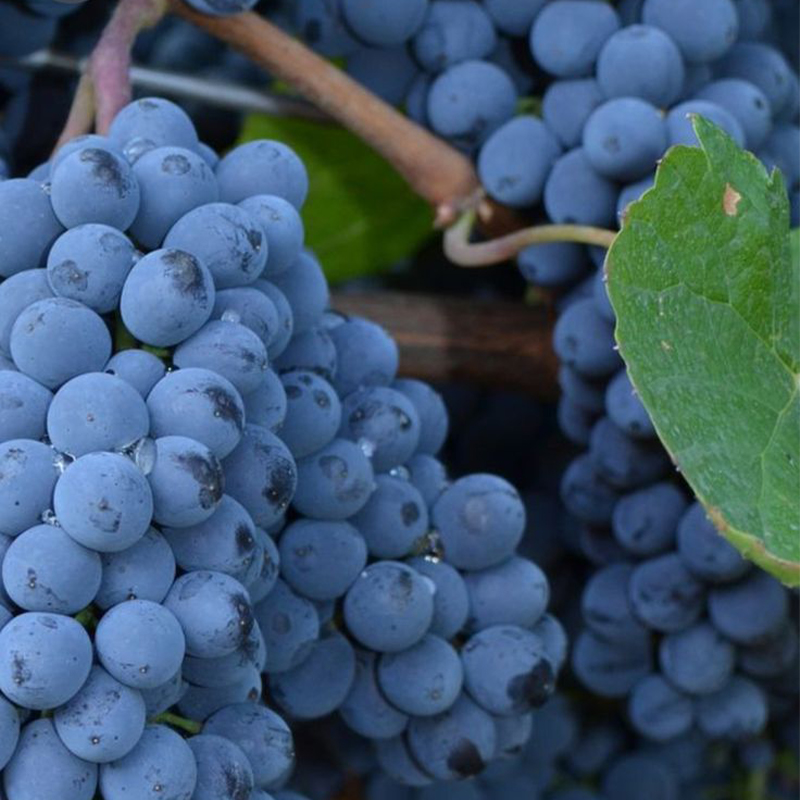 Sweet High Bush Blueberry Tree Seeds