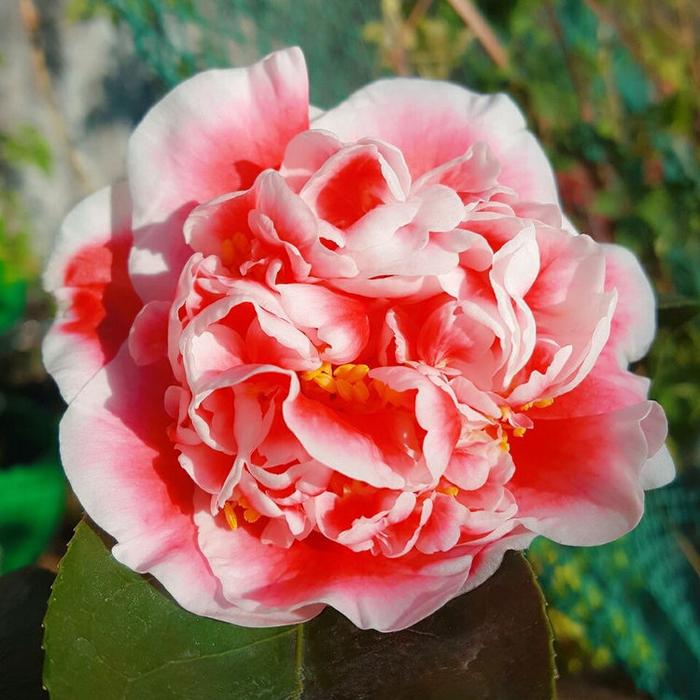 Camellia Japonica Seeds🚴