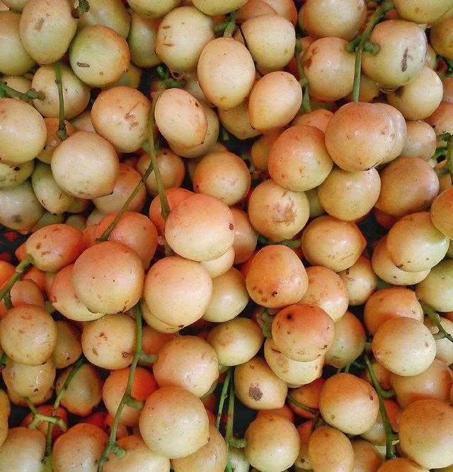 Wood Milk Fruit Seeds