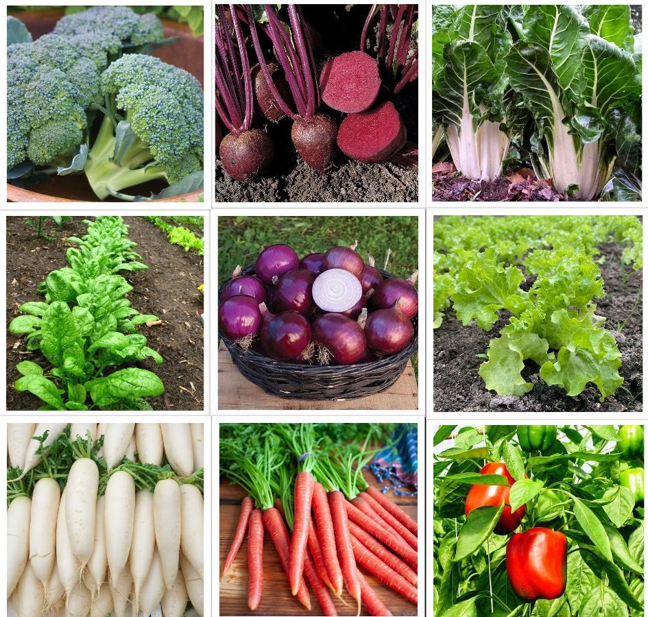 Winter Vegetable Seeds Variety Pack, 16 Heirloom Seed Kit