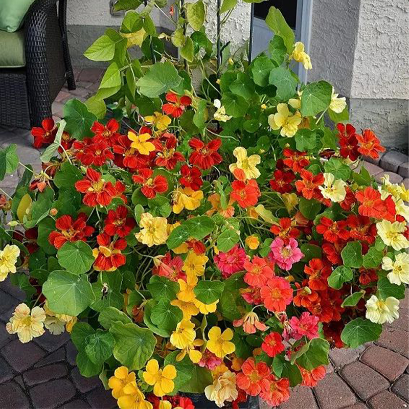 Organic Nasturtium Seeds