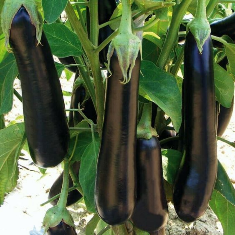 Fresh Black Purple Skin Long Eggplant