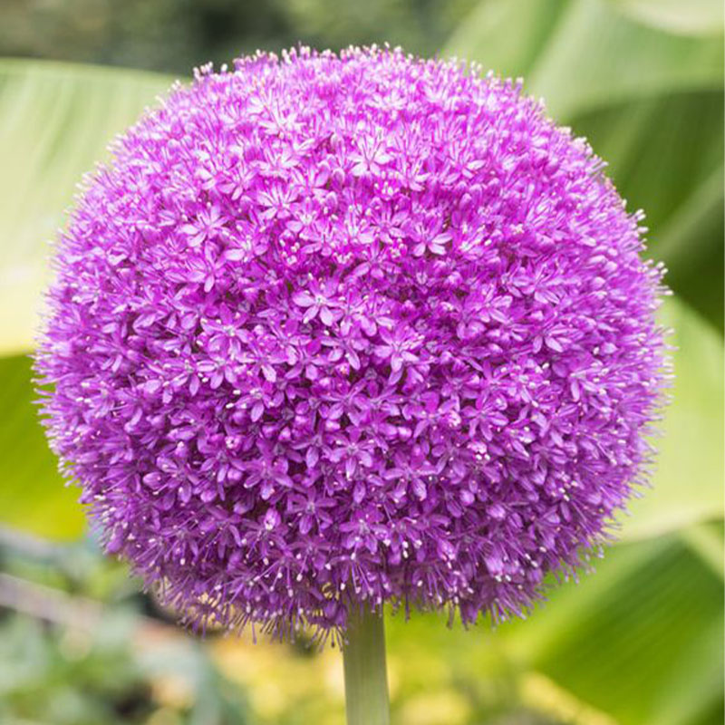 ✨Purple Giant Allium Giganteum Beautiful Flower Seeds