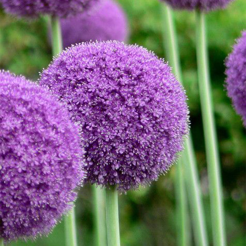 ✨Purple Giant Allium Giganteum Beautiful Flower Seeds