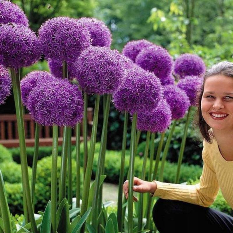 ✨Purple Giant Allium Giganteum Beautiful Flower Seeds