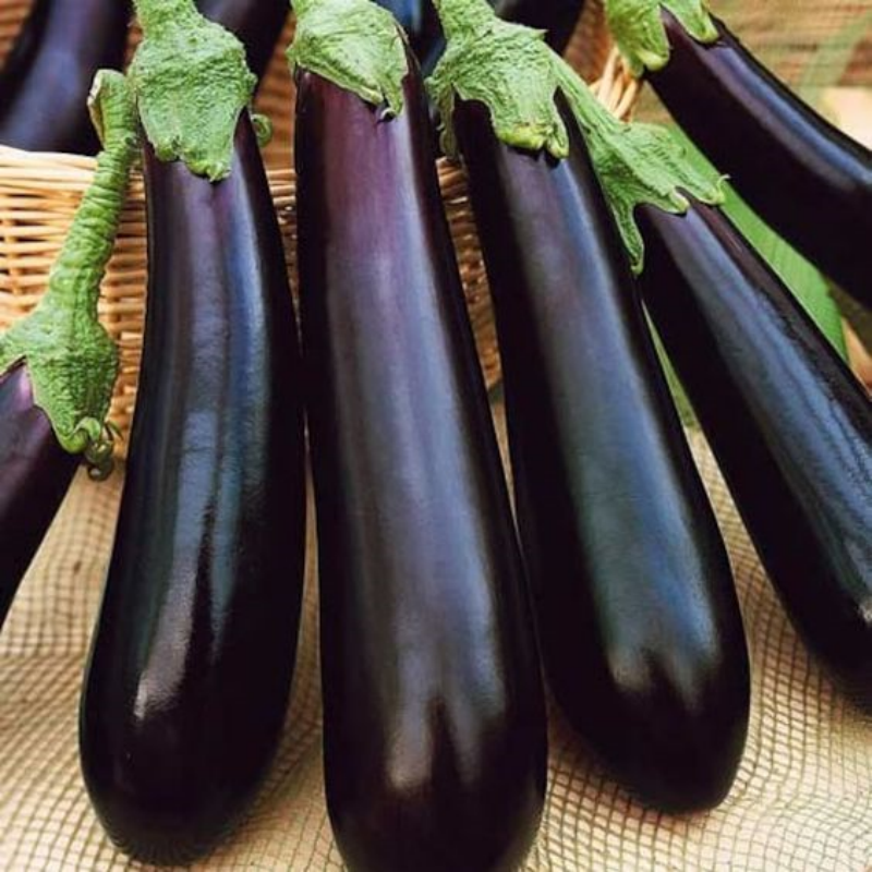 Fresh Black Purple Skin Long Eggplant