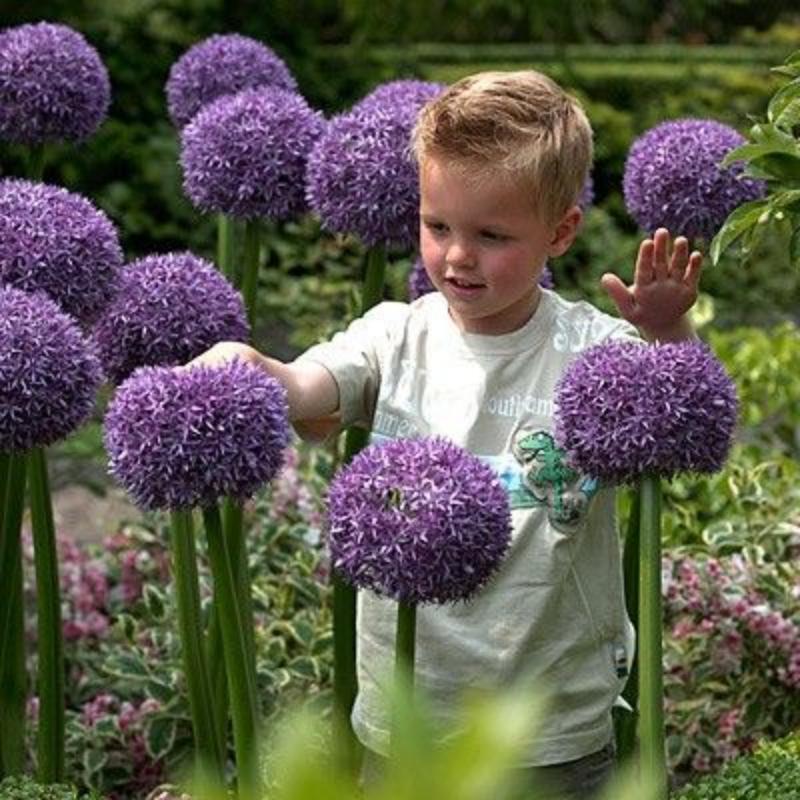 ✨Purple Giant Allium Giganteum Beautiful Flower Seeds