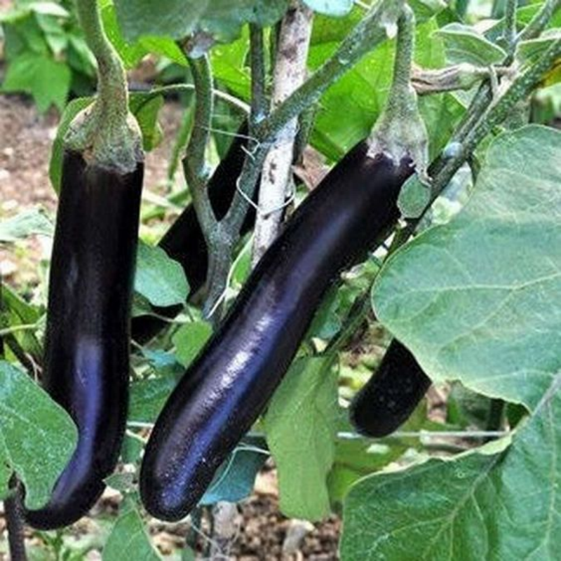 Fresh Black Purple Skin Long Eggplant