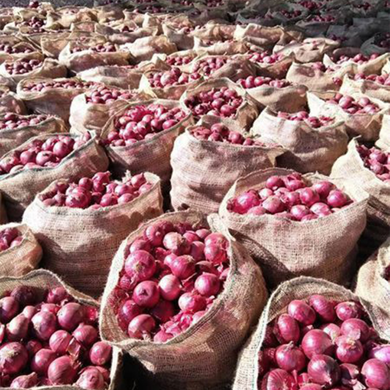 Giant sweet 🧅onion🧅