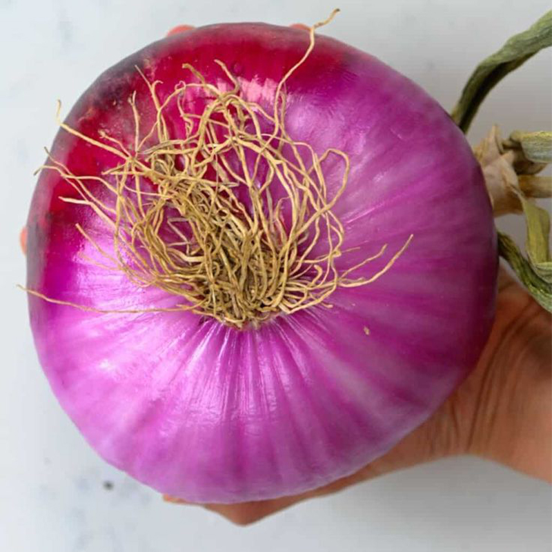 Giant sweet 🧅onion🧅